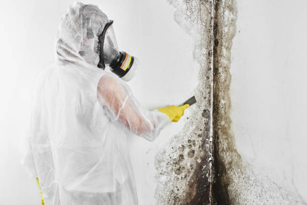 Best Asbestos and Lead Testing During Mold Inspection  in Geneseo, IL