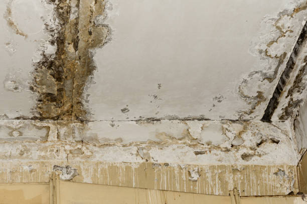 Best Environmental Consulting for Mold Prevention  in Geneseo, IL