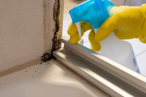 Best Mold Damage Restoration  in Geneseo, IL